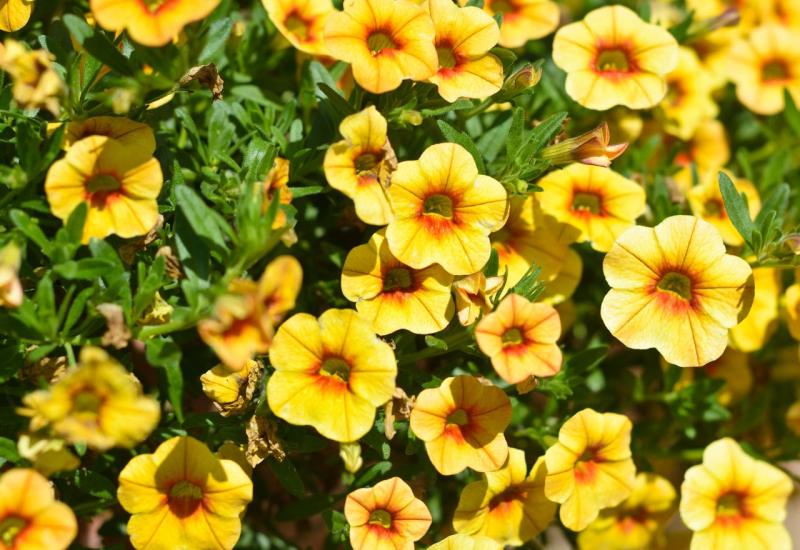 Milijun zvona - Calibrachoa - 10 najboljih vrsta visećeg cvijeća za vaše balkone